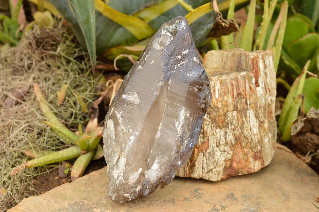 Natural Large Smokey Quartz Crystal x 1 From Mt. Mulanje, Malawi