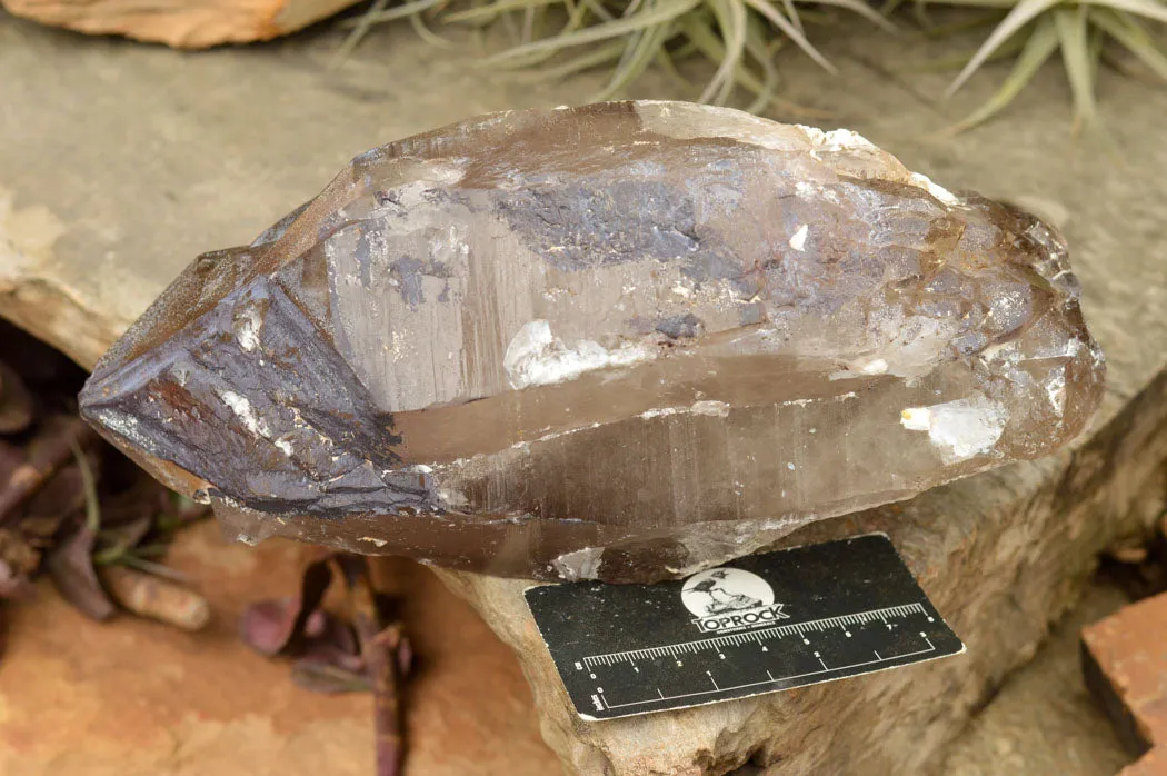Natural Large Smokey Quartz Crystal x 1 From Mt. Mulanje, Malawi