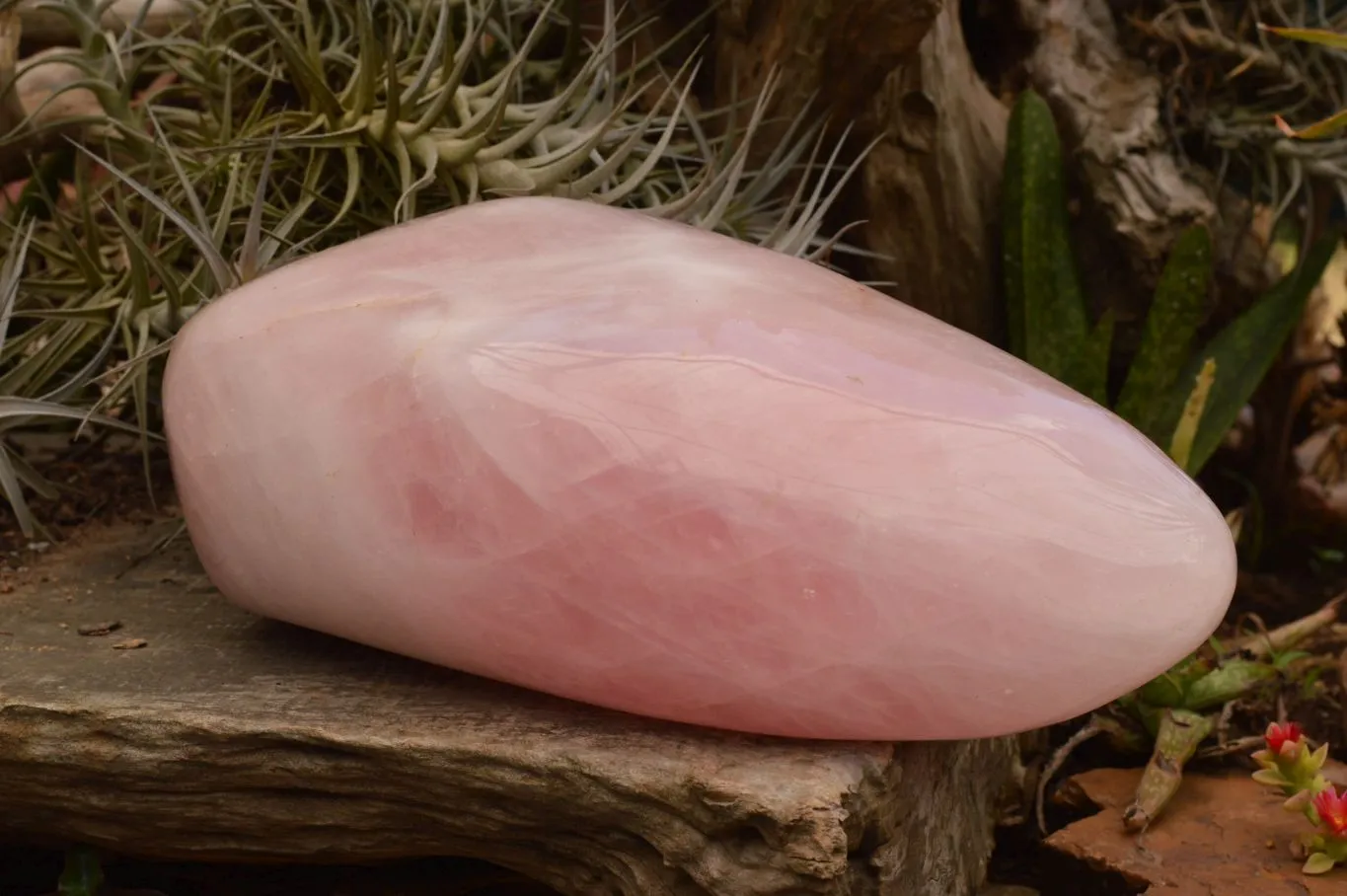Polished Extra Large Stunning Rose Quartz Standing Display Free Form x 1 From Madagascar