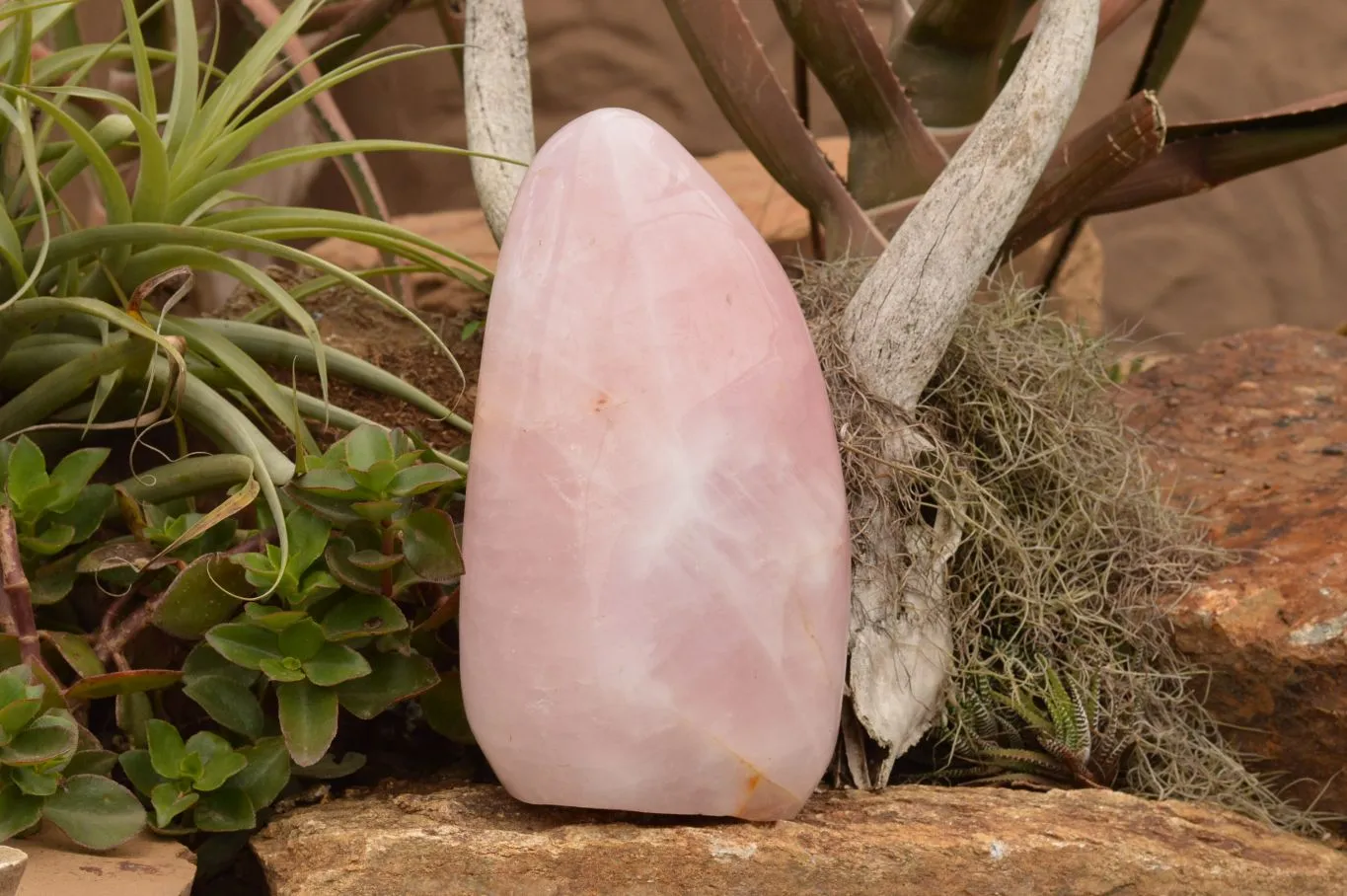 Polished Extra Large Stunning Rose Quartz Standing Display Free Form x 1 From Madagascar