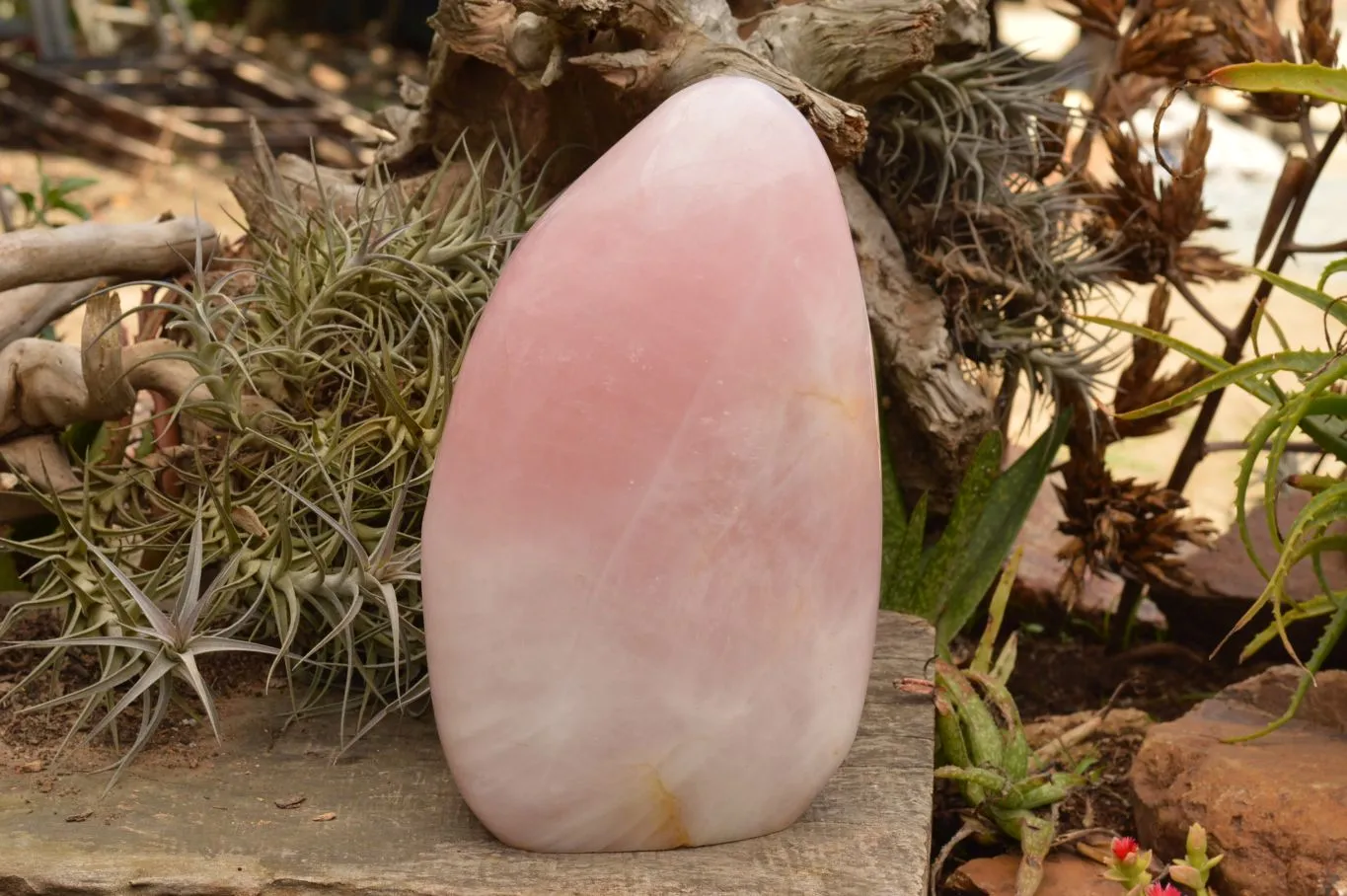 Polished Extra Large Stunning Rose Quartz Standing Display Free Form x 1 From Madagascar