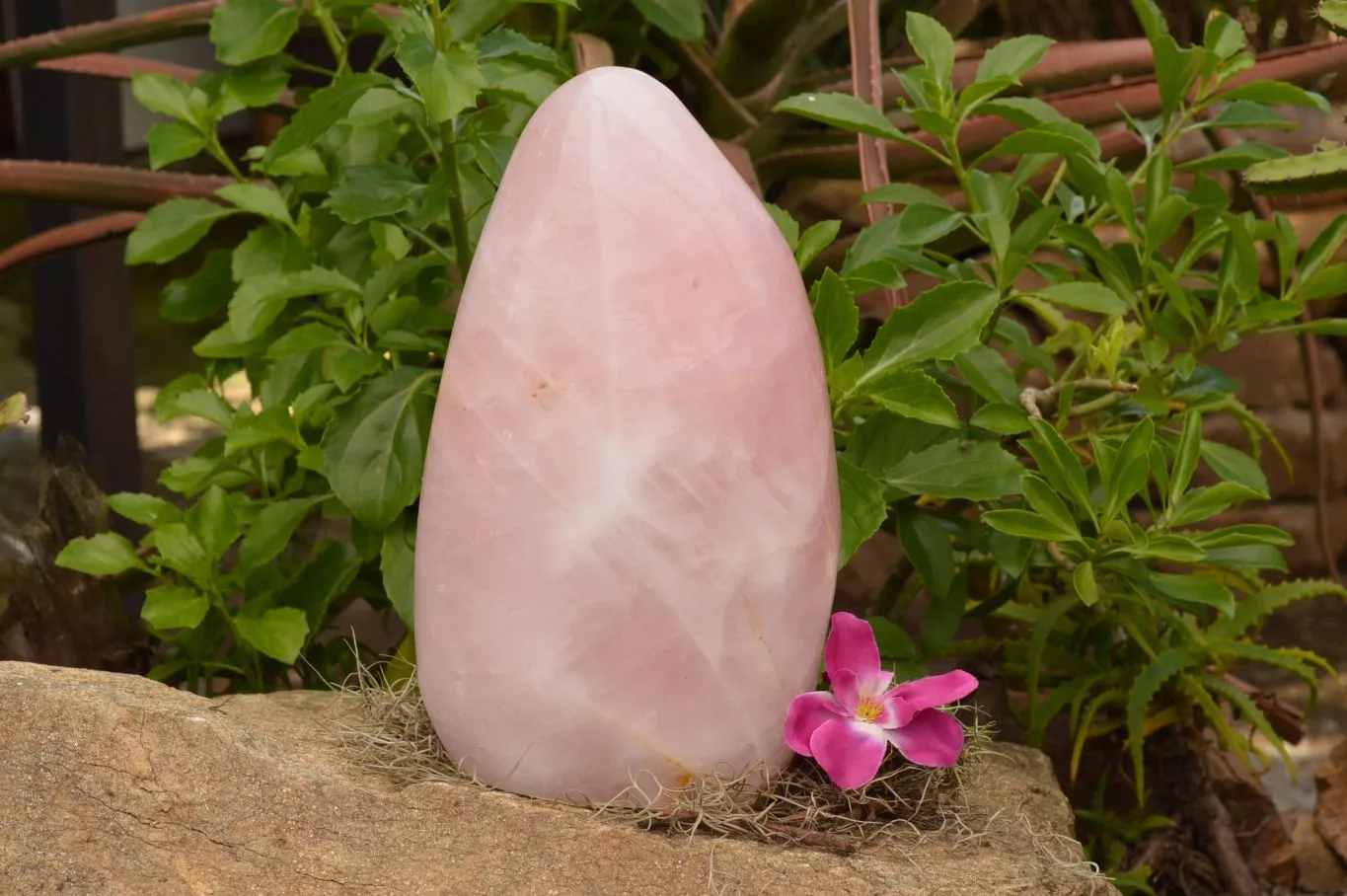 Polished Extra Large Stunning Rose Quartz Standing Display Free Form x 1 From Madagascar