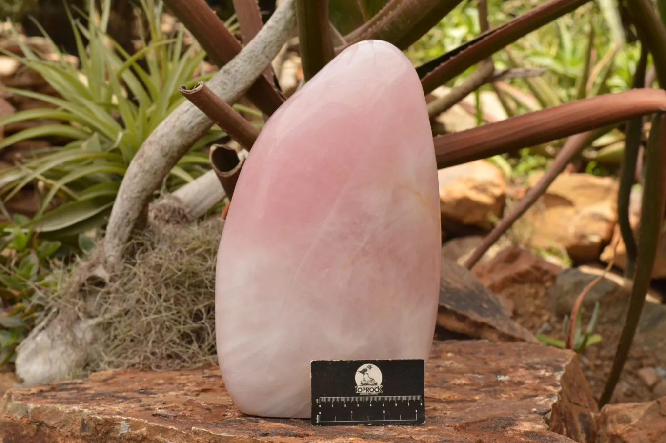Polished Extra Large Stunning Rose Quartz Standing Display Free Form x 1 From Madagascar