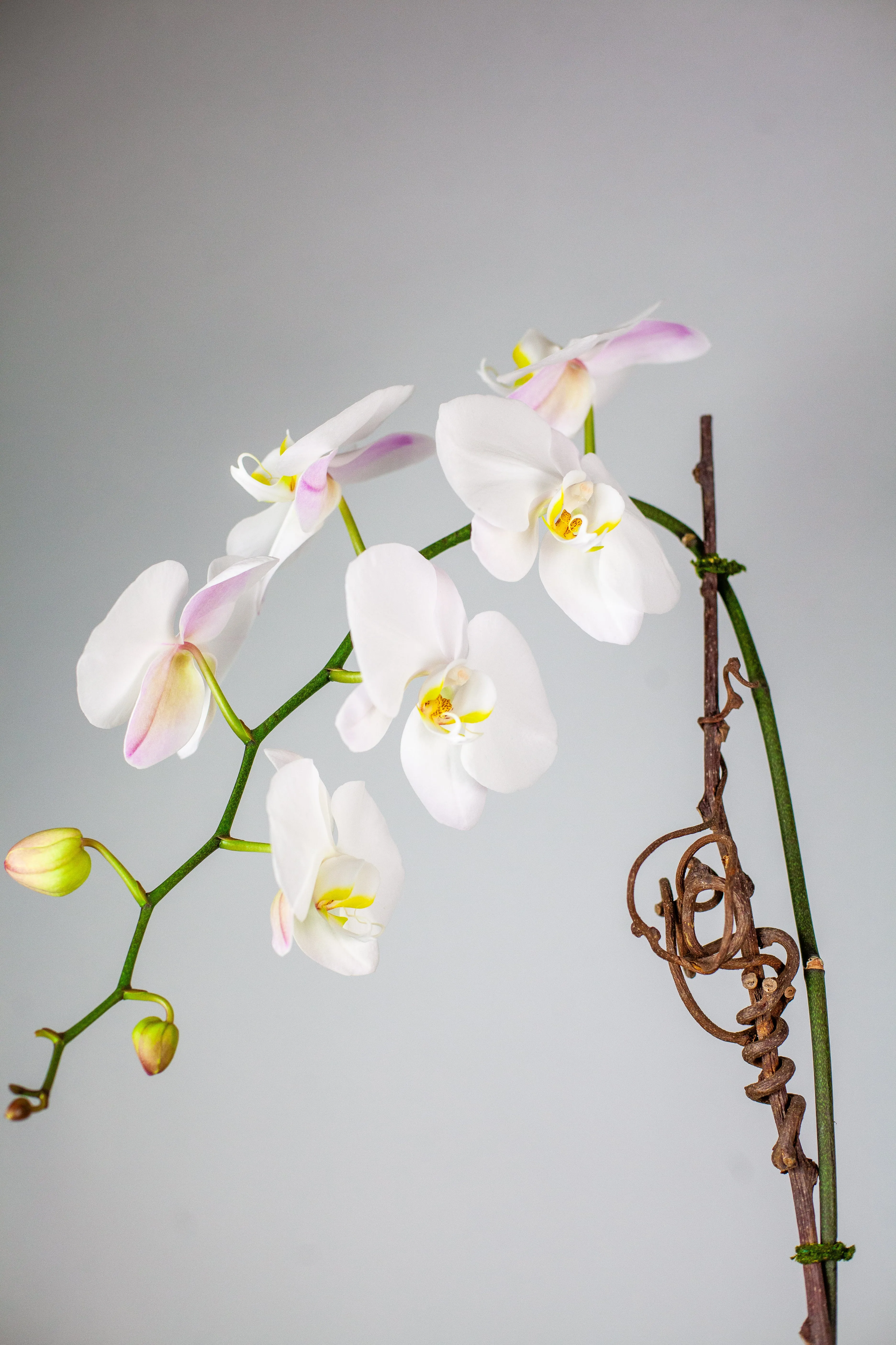 Stunning White Waterfall Orchid Classic
